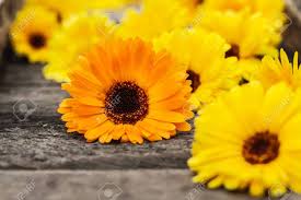 Check spelling or type a new query. Orange And Yellow Marigold Flowers Calendula Officinalis On Wooden Background Close Up Copy Space Medicinal Herb Herbal Tea Stock Photo Picture And Royalty Free Image Image 134550110