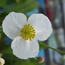 Image result for Alismataceae