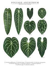 Anthurium Care Guide Tips Mistakes To Avoid Rooted Hues In 2021 Philodendron Plant Anthurium Plant Plants