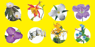 Check spelling or type a new query. Field Guide Ohio Wildflowers Cincinnati Magazine