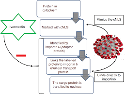 This subreddit seeks to facilitate scientific discussion of this potential global public health threat. Scielo Brasil Ivermectin Potential Candidate For The Treatment Of Covid 19 Ivermectin Potential Candidate For The Treatment Of Covid 19