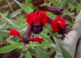 Cuphea may be grown from seed sown early indoors. Cuphea Batface Tiny Mice Our Plants Kaw Valley Greenhouses