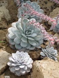 Echeveria laui