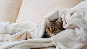 Kedi Nezlesi Nedir Nasil Tedavi Edilir Evcil Hayvan