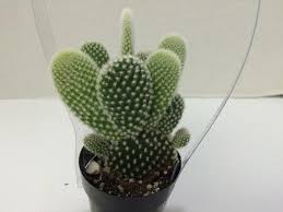 Maybe you would like to learn more about one of these? Small Cactus Plant White Angel Wing Cactus Also Called Etsy