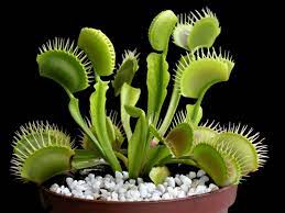 That means it dies back in winter, and has unusual leaves. Venus Fly Trap Care How To Grow A Venus Fly Trap