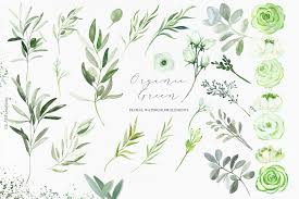 Organic Green Elements Watercolor Clipart Olive Branches Green White Flowers Wedding Invitation Olive Branch Line Art Design Watercolor Clipart
