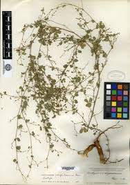 Image result for Aeschynomene baumii