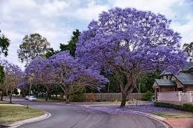 Book wedding consultation online here. New Life Tourism Australia Sightseeing Phoenix Purple Romantic Season