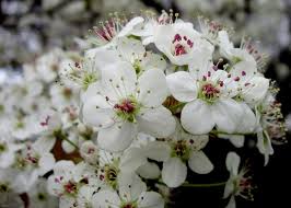 Maybe you would like to learn more about one of these? Bradford Pear Tree Semen Sex Smell