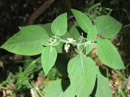 Image result for Solanum chenopodioides