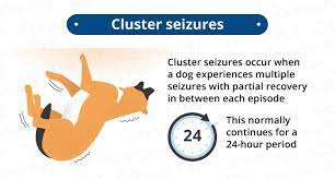 Cluster Seizures In Dogs Canna Pet
