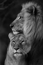 Black And White Lion And Lioness Picture Beautiful Black And White Wildlife Photography Blackandwhitewildlifephotography Animals Beautiful Animals Lion Couple