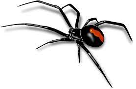 Transparent Spider Png Google Search Spider Clipart Spider Tattoo Black Widow Spider Tattoo