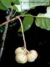 Image result for Paracroton pendulus