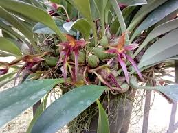 Image result for Bulbophyllum oreonastes