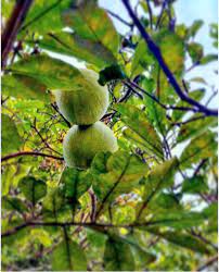 Pomelofruit Babloos Naranga Tree Nature Bird