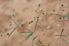 Image result for Hypertelis cerviana