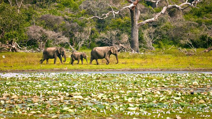 Asian elephants in a natural habitat