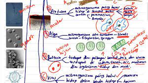 Kanta pembesar dan mikroskop digunakan untuk melihat mikroorganisma. Sains Unit 3 Mikroorganisma Upsr Tahun 6 Youtube