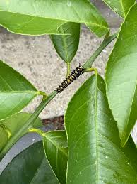 Image result for Deverra burchellii