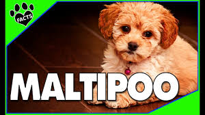 All are safe and secure! 30 Amazing Facts About The Maltese Poodle Mix Maltipoo