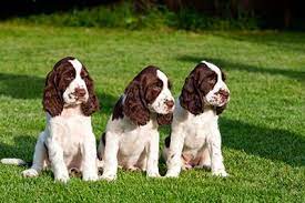 Tails docked and dew claws removed. Working Springer Spaniel Puppies For Sale Cheap Buy Online
