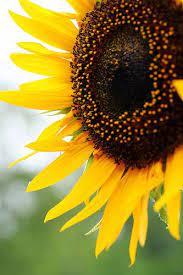 Sunflower Sunflowers And Daisies Sunflower Flower Sunflower