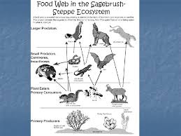 Cactus (whd) and forum energy technology (fet) are also. Objective Food Chains Essential Question What Is A