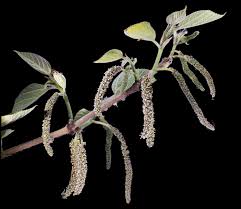 Image result for Broussonetia papyrifera