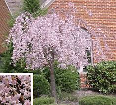 Japanese Garden Design Landscape Planting Plant Designing Long Island Plant Design Front Yard Landscaping Flowering Trees Weeping Trees