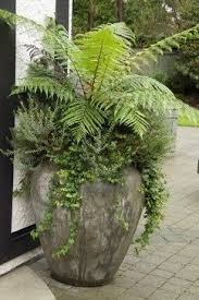 May reach 18 to 24 inches tall although. Or Some Lush Ferns Several In A Row In Nice Tall Pots Looks So Stunning Garden Containers Container Gardening Plants