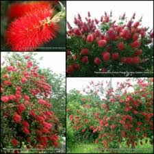 We did not find results for: Bottlebrush Crimson Lemon Scented X 5 Callistemon Citrinus Native Plants Shrubs Trees Hedge Red Flowering Hardy