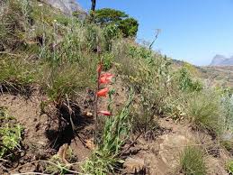 Image result for Gladiolus melleri