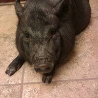 The animal hospital's services include wellness and routine examinations, diagnostic testing and. All Pets Animal Hospital 24 Hour Emergency Care Katy Tx