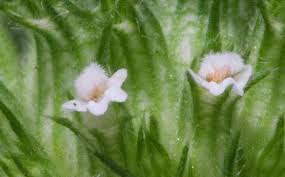 Image result for Leucas martinicensis