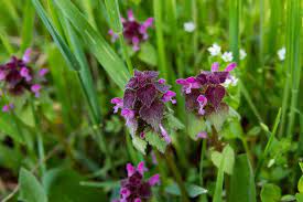 The first step to controlling those pesky weeds in your lawn is correctly identifying them. Opinion To Nurture Nature Neglect Your Lawn The New York Times