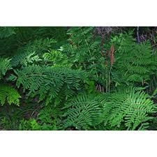 Image result for Osmunda regalis