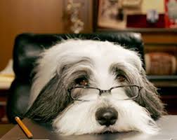 Bearded Collies In The Media Or Just Another Shaggy Dog Movie Bearded Collie Dogs Dog Movies