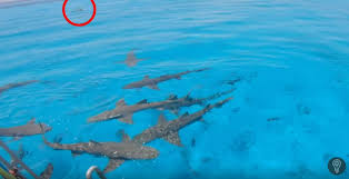 In fact, the sense of smell is the most important sense of the shark to detect its prey. Top Bloke Discovers Whether Sharks Can Really Smell Blood In The Water
