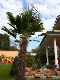 Последние твиты от palmengarten (@palmengartenffm). Sachsen Anhalt Und Die Trachycarpus Wagnerianus Merloy