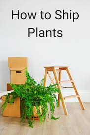 Shipping plants with roadie is the fastest, most affordable way to get your plants there safely. How To Ship Plants Keep Your Beloved Buds Safe During A Move Plants Moving Day Houseplants