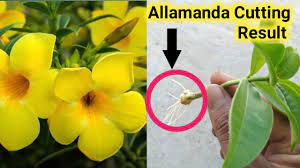 How To Grow Allamanda Plant From Cutting Youtube