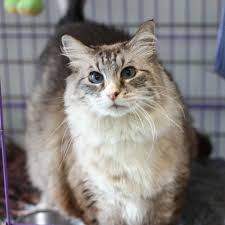 This is where we post info about siberian cats looking for a new loving homes. Adopt Honey On Petfinder Cat Adoption Help Homeless Pets Homeless Pets
