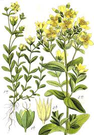Image result for Hypericum quartinianum