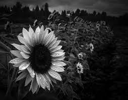 Nature’s most basic color palette supplies its owners with  a surprising array of survival techniques. 36 Beautiful Shots Of Black And White Flowers Enjoy The Photo Contest Finalists Viewbug Com