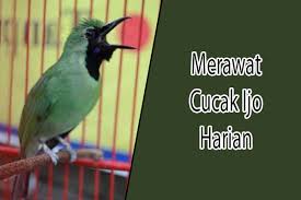 Rinciannya burung yang mati ada 15 ekor burung cucak ijo, tujuh ekor murai batu dan 64 ekor burung madu, katanya dalam keterangan yang diterima idn times, sabtu (17/4/2021). 17 Cara Merawat Cucak Ijo Harian Agar Ngetrok Jambul Hewan Id