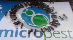Rapid amc services's pest control service includes pest extermination, spraying, removal and management of carpenter ants, termites, bed bugs, bees, rodents & insectscontrol with. Pest Control Sydney Pest Control And Termite Inspections