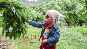 The red hills or tallahassee hills region covers parts of gadsden, leon, and jefferson counties in florida, and grady and thomas counties in georgia. Mamma Loves Red Hill And Surrounds Mamma Knows South