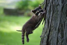 Just Chillin On My Tree Cute Animals Funny Animals Animals